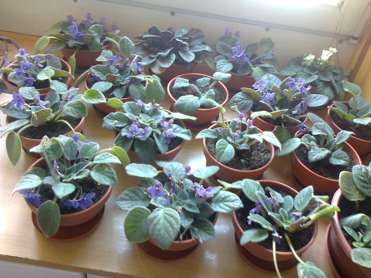 plantación de violetas puzzle online a partir de foto