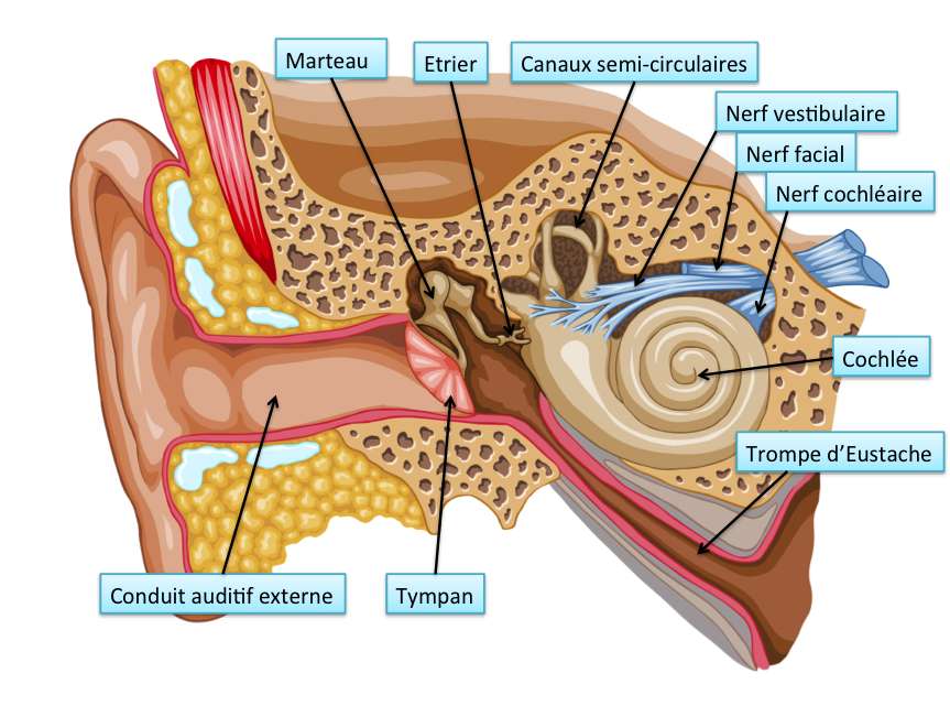 анатомия уха - схема онлайн-пазл