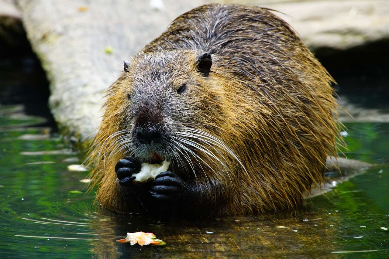 beaver canada online puzzle
