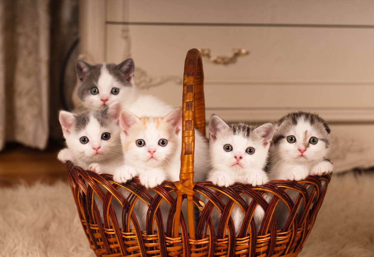 Котята в корзине пазл онлайн из фото