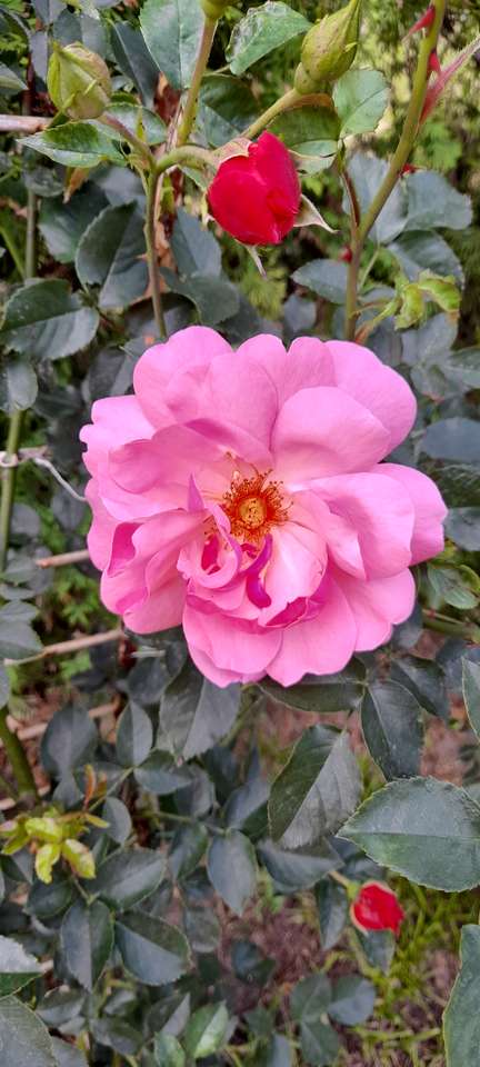 Rózsaszín rózsa online puzzle