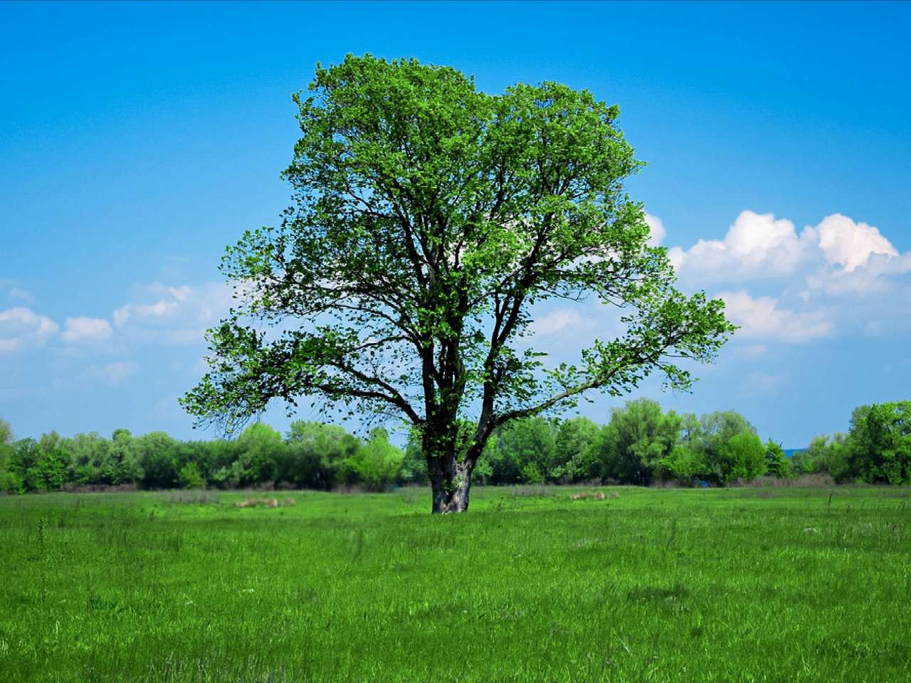 Дерево-головоломка онлайн-пазл