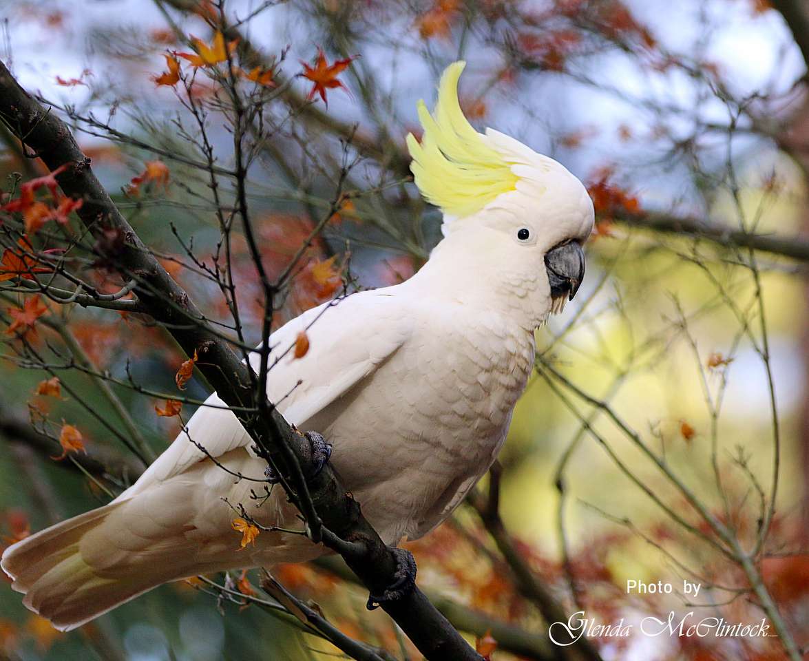 Sulphur-crested Cockatoo puzzle online from photo