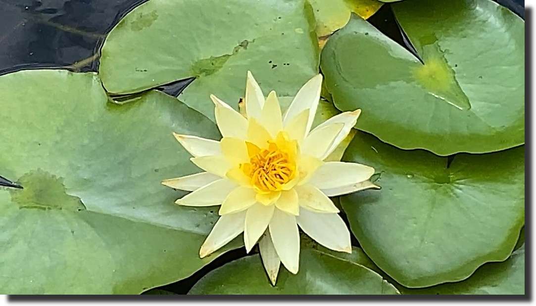Water Lilies online puzzle