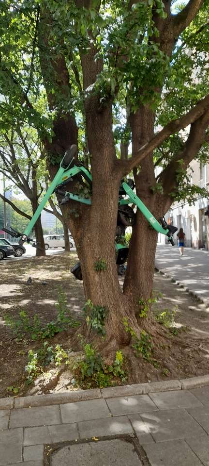 Самокаты на дереве пазл онлайн из фото