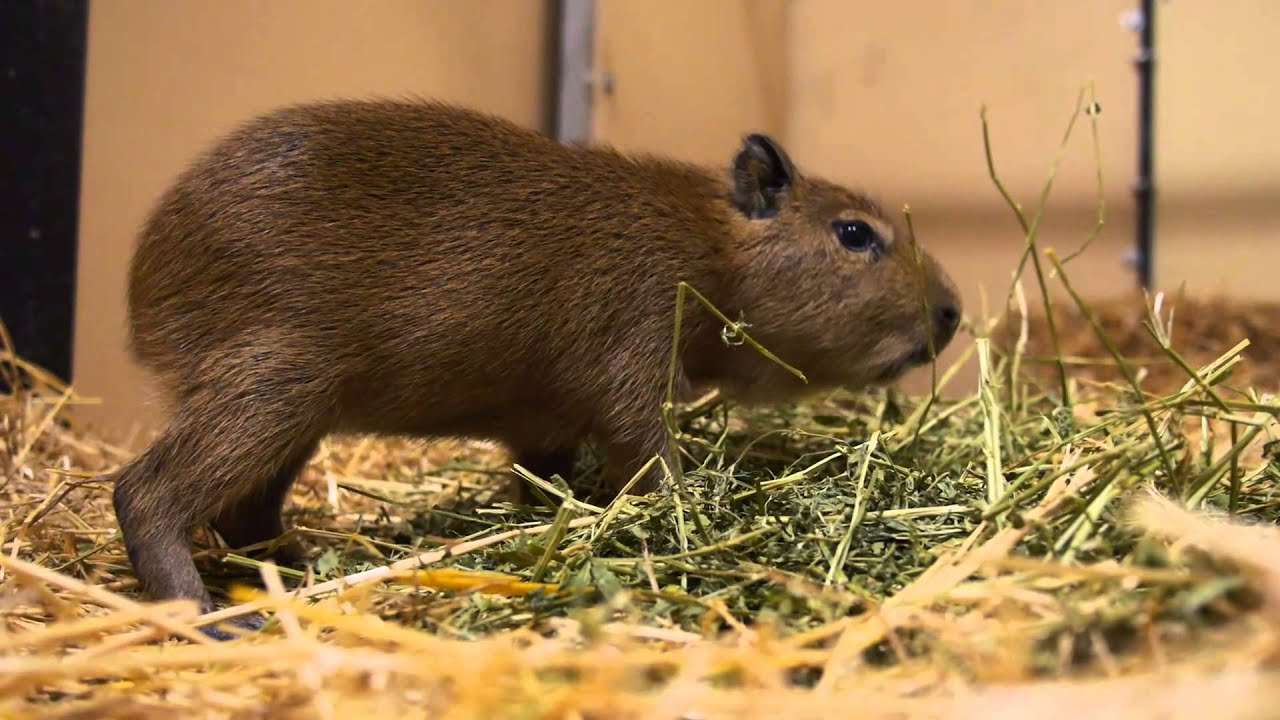 kapybara Pussel online