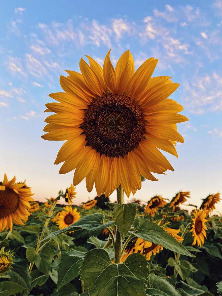 sunflower online puzzle