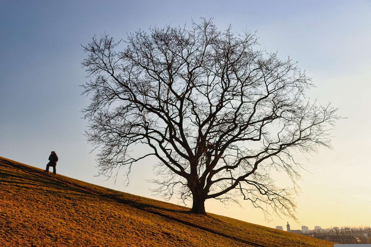 Tree on hill puzzle online from photo