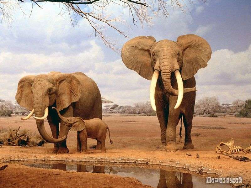 Elephants puzzle online from photo