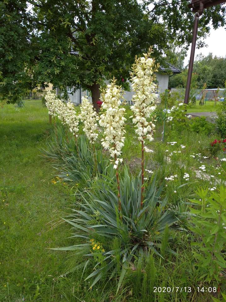 Blooming yucca online puzzle
