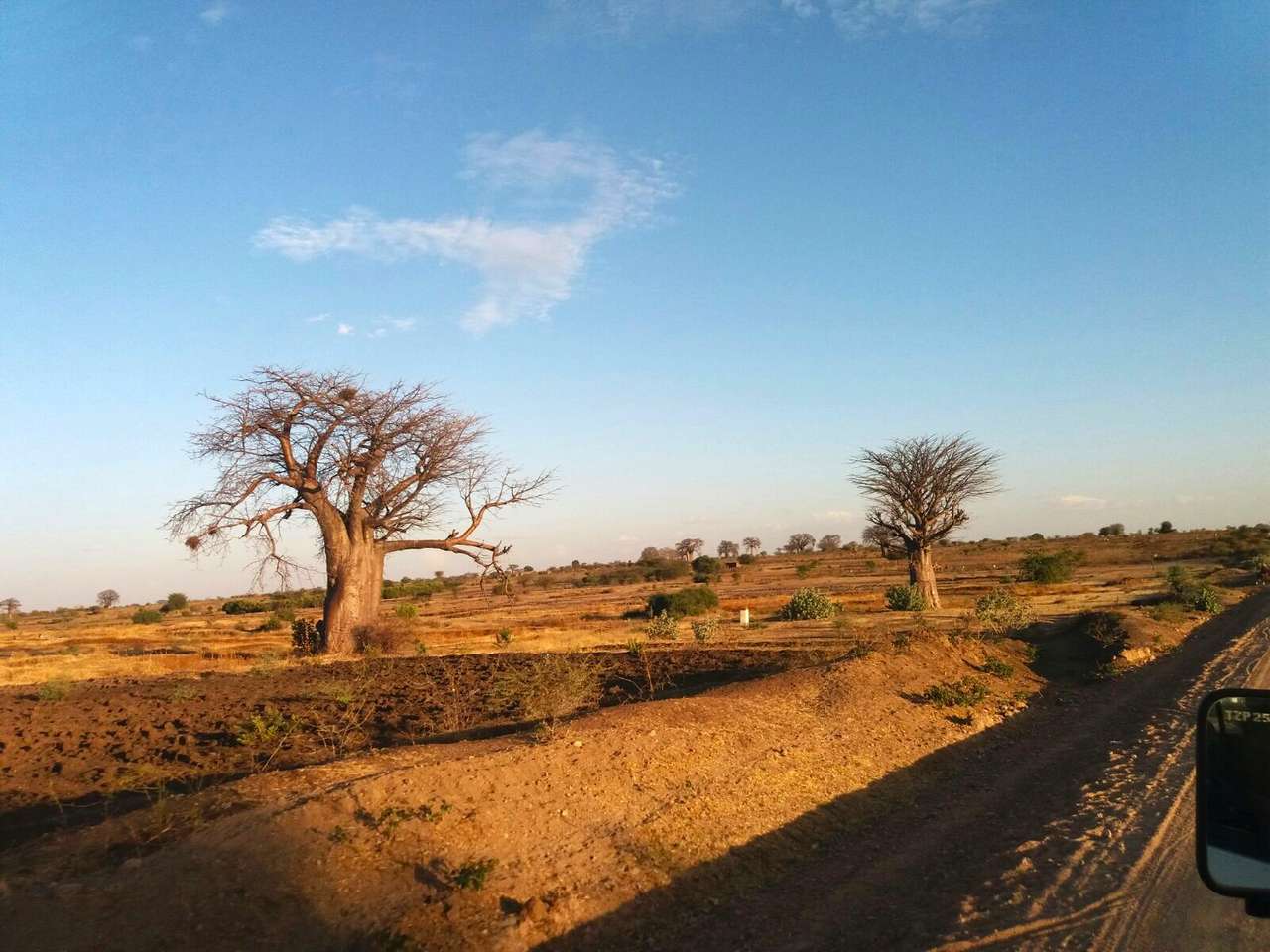 Baobab i Afrika pussel online från foto