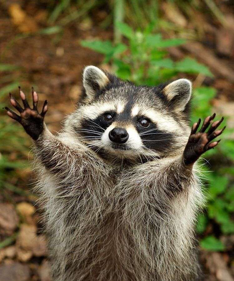 raccoon4robin παζλ online από φωτογραφία