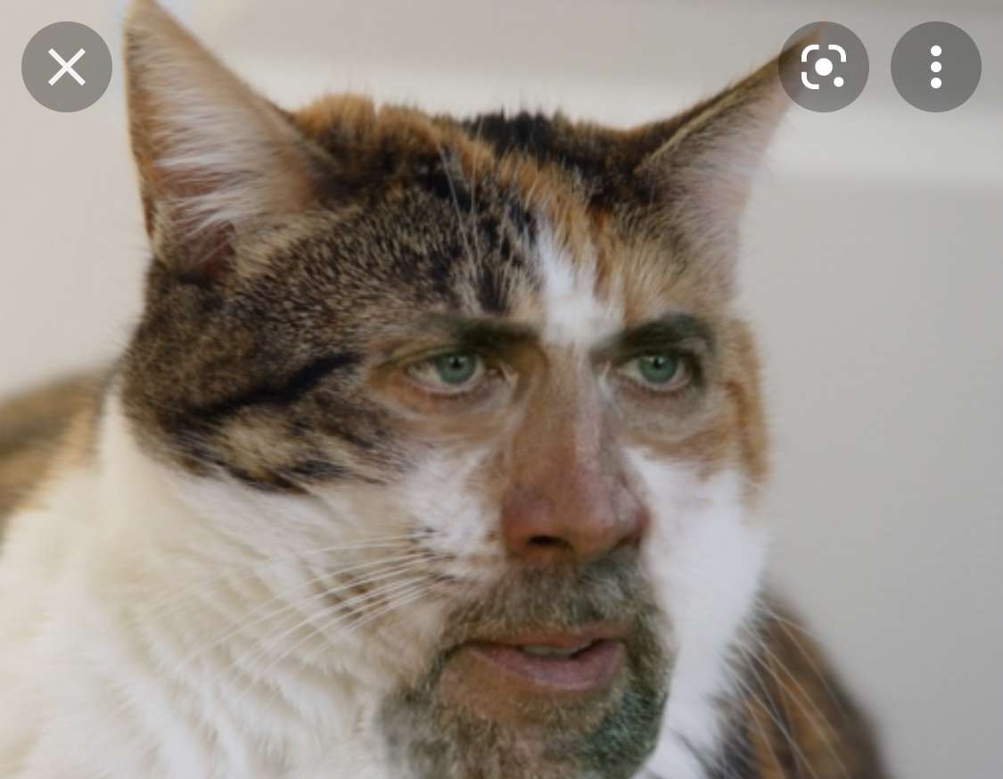 Nick Cat Cage online παζλ