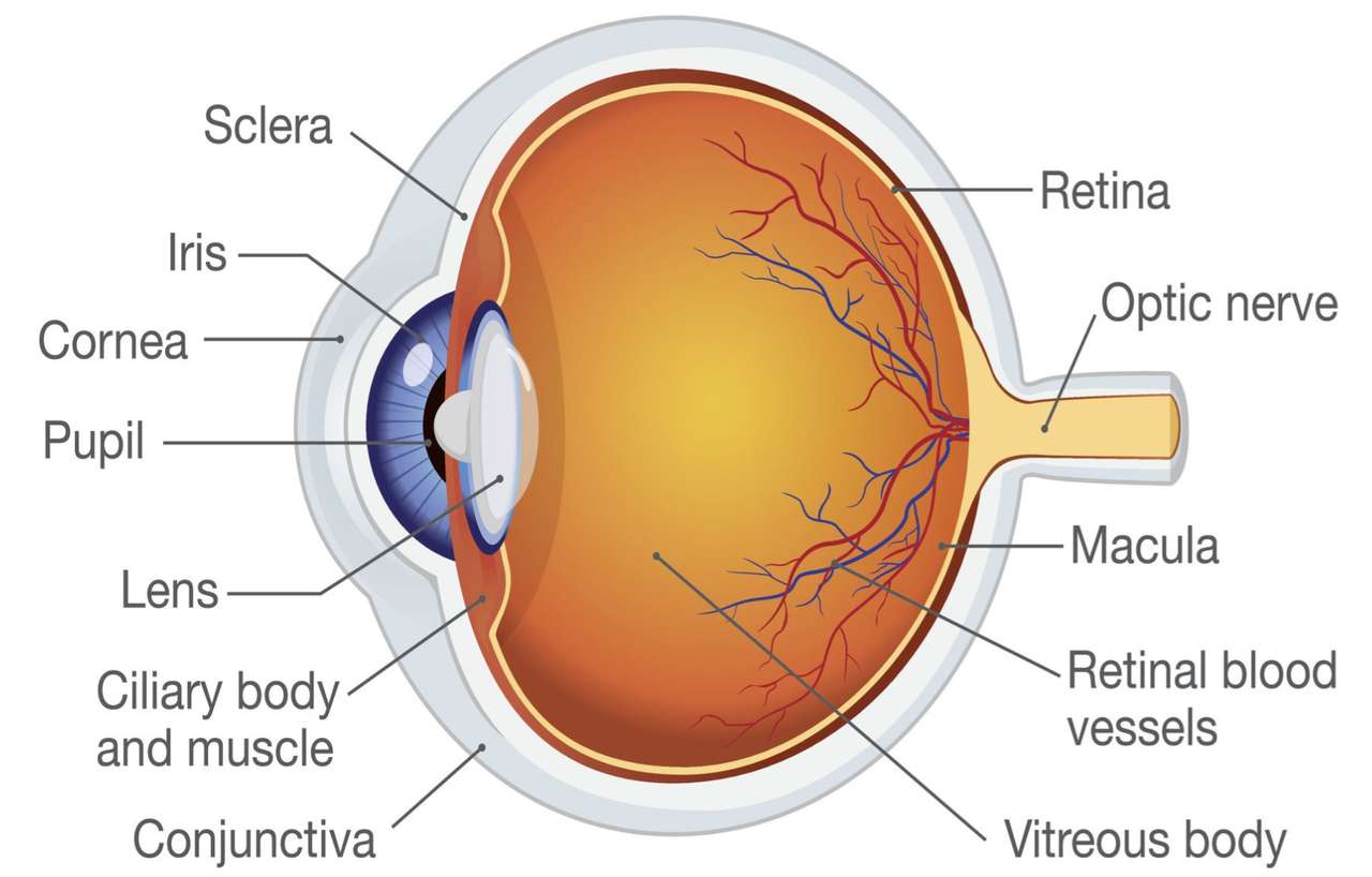 Eye anatomy puzzle online from photo