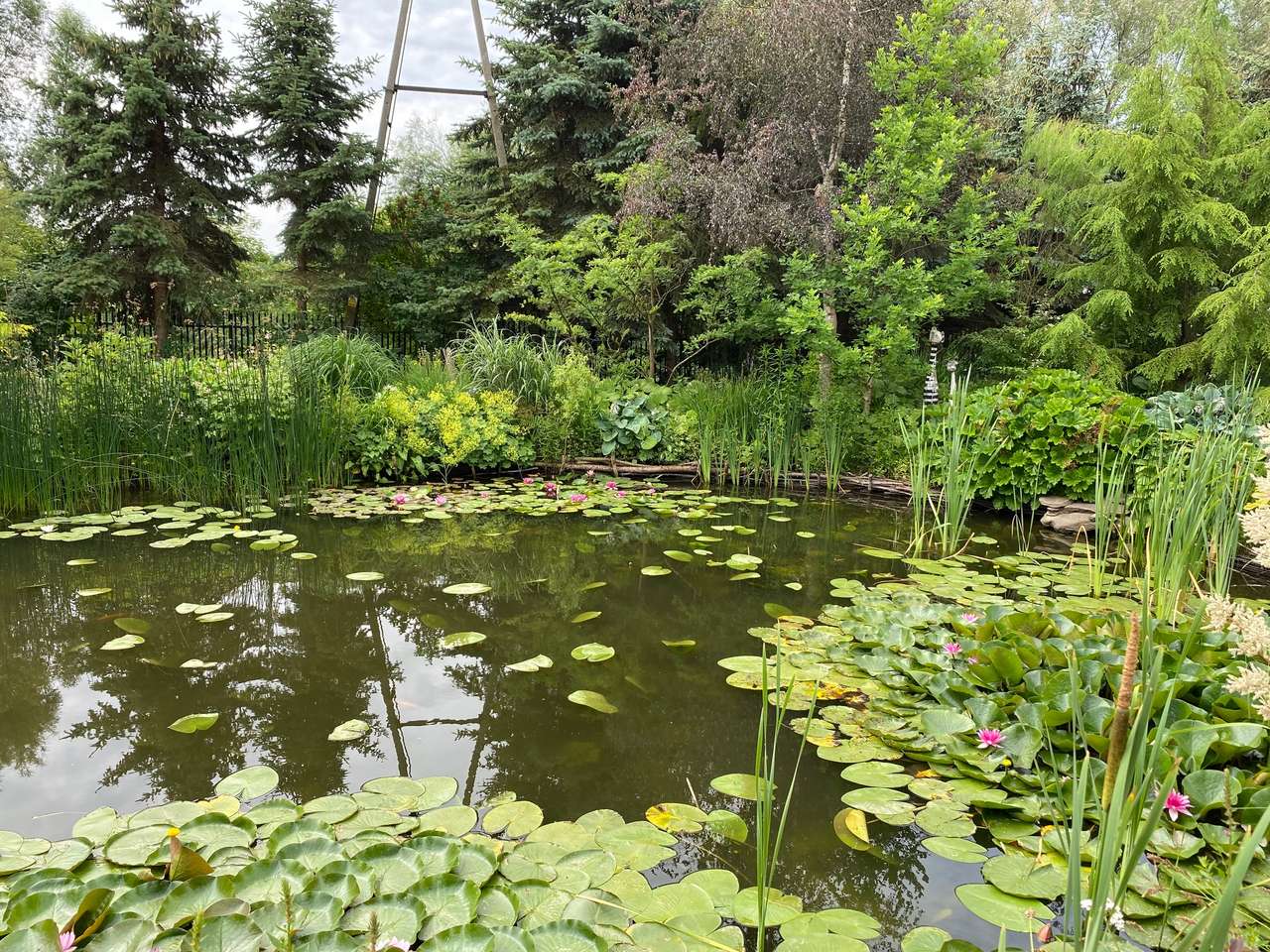 Езерце и водни лилии. онлайн пъзел