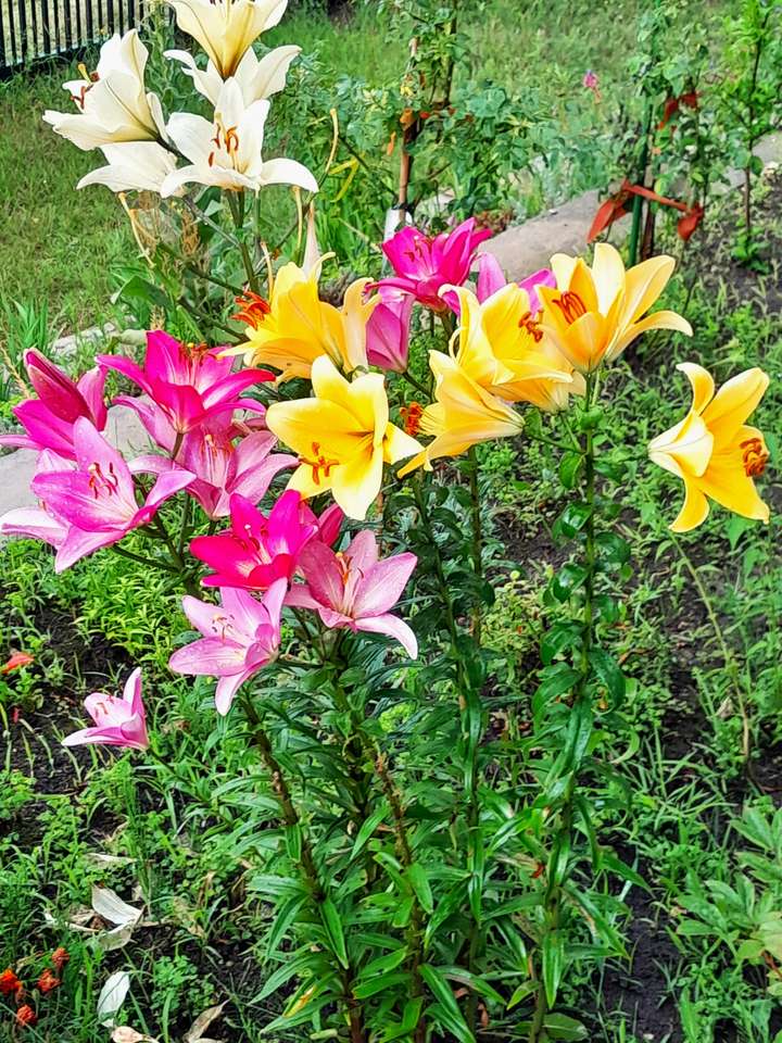 Цветущие лилии пазл онлайн из фото