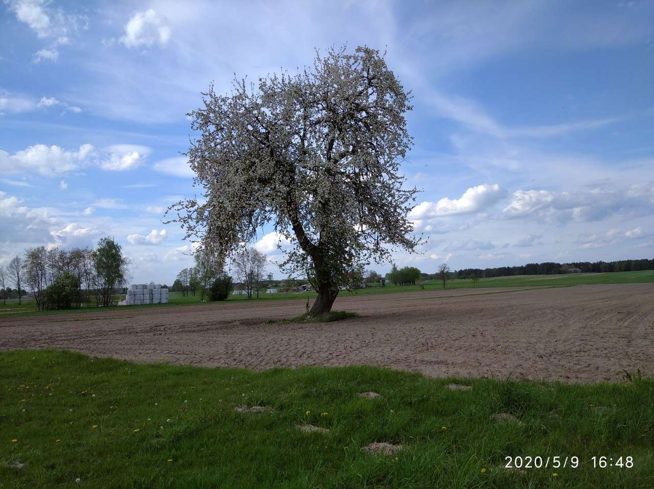 Пролетно крушово дърво онлайн пъзел