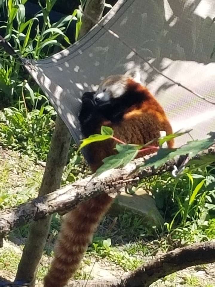 Νυσταγμένο κόκκινο Panda παζλ online από φωτογραφία