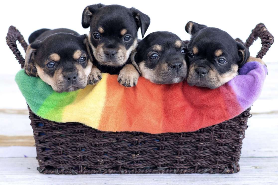 Pawsitive Tails Puppies 15 липня 2022 р скласти пазл онлайн з фото
