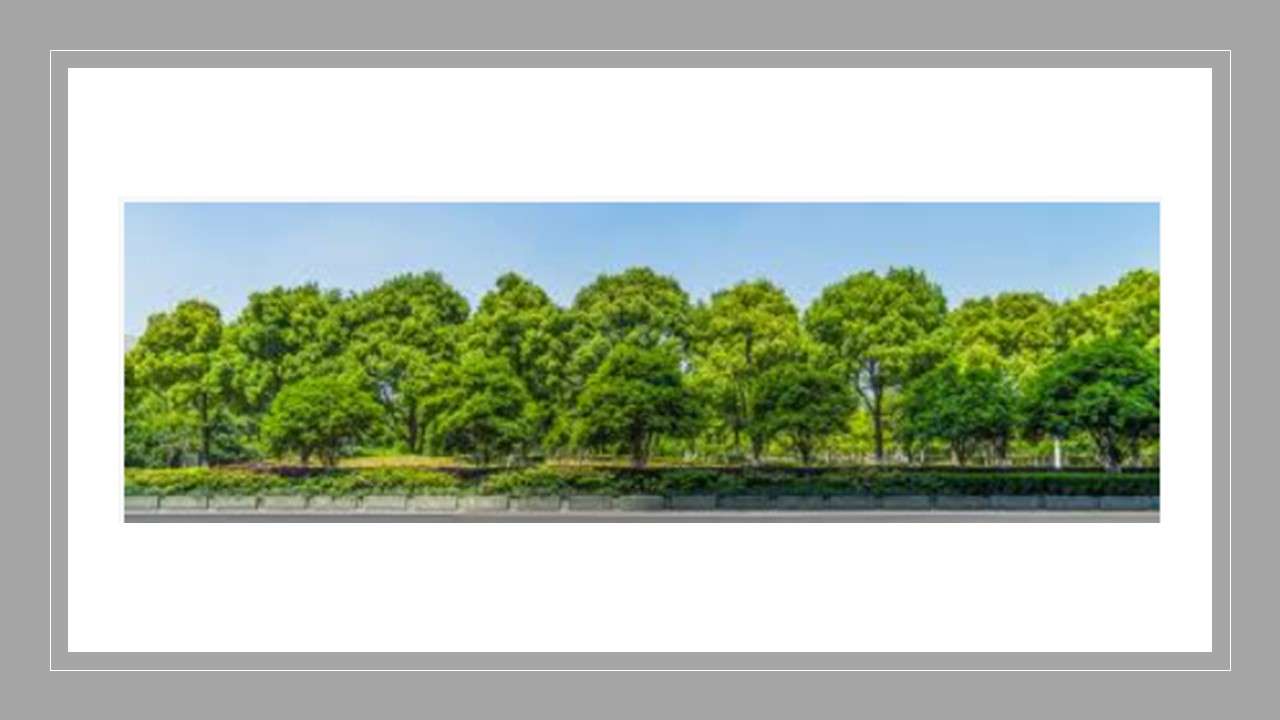 FIELDS OF TREES puzzle online from photo