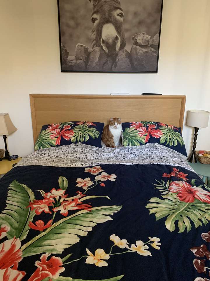 Кошка на кровати онлайн-пазл