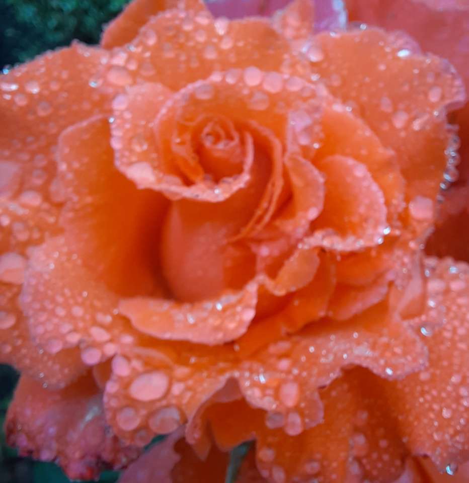 Rose im Regen Online-Puzzle