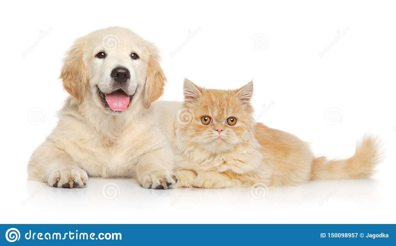 Кошка и собака онлайн-пазл