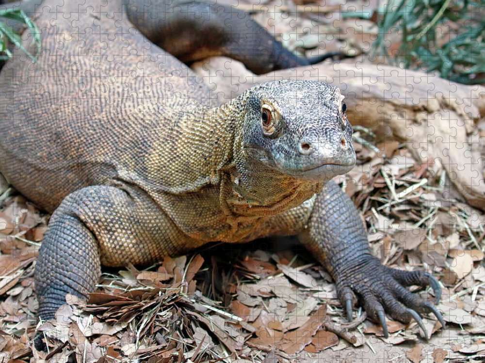 Komodo Dragon puzzle online from photo