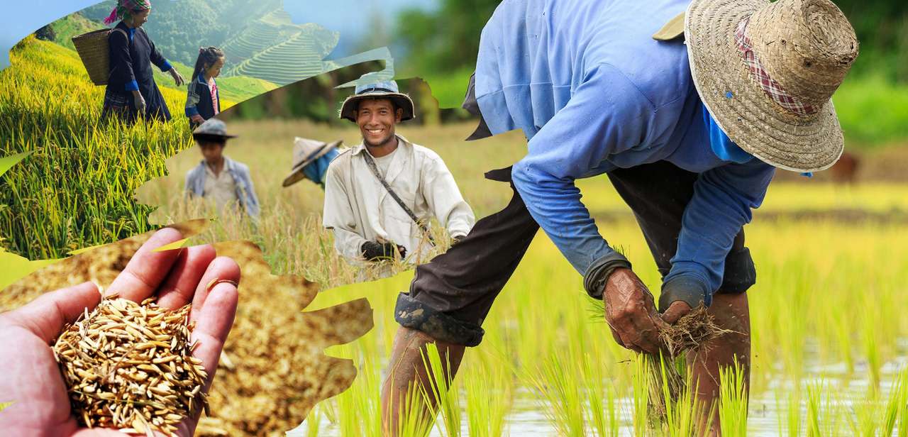 L'agriculture aux Philippines puzzle en ligne
