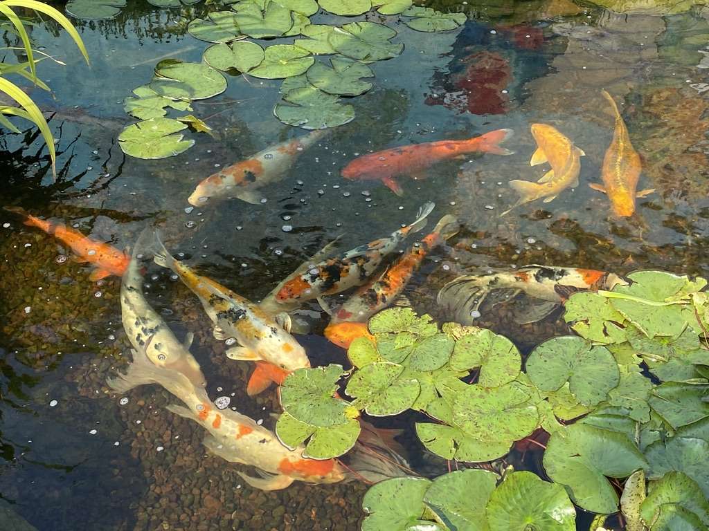 Koi-Teich Online-Puzzle