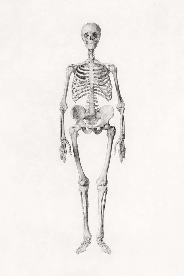 Det mänskliga skelettet Pussel online