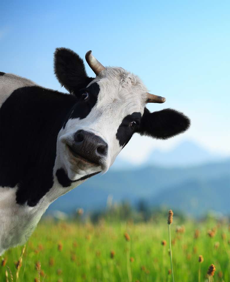 παζλ αγελάδας παζλ online από φωτογραφία