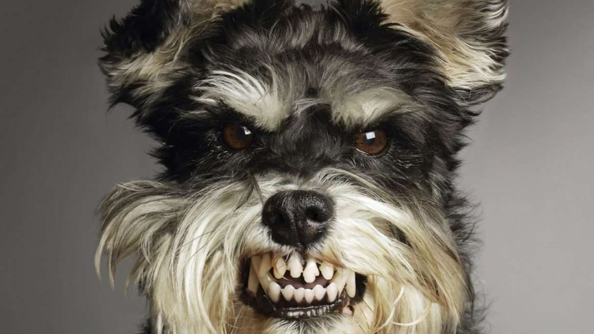 Θυμωμένος σκύλος online παζλ