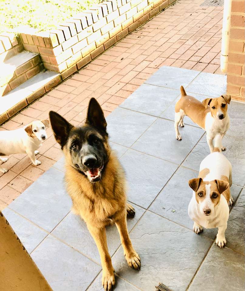 familie Honden puzzel online van foto