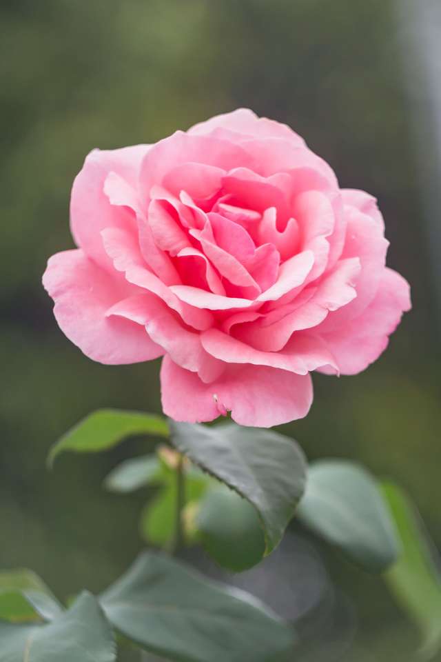 PINKE ROSE Online-Puzzle