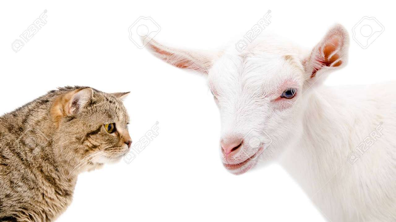 коза и котка онлайн пъзел от снимка