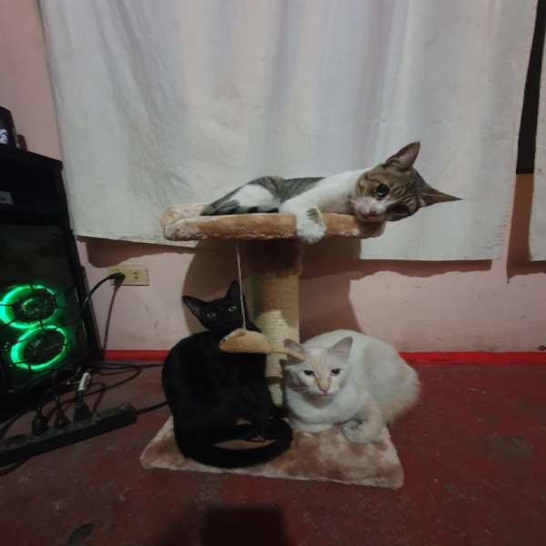 trippel kattungar pussel online från foto