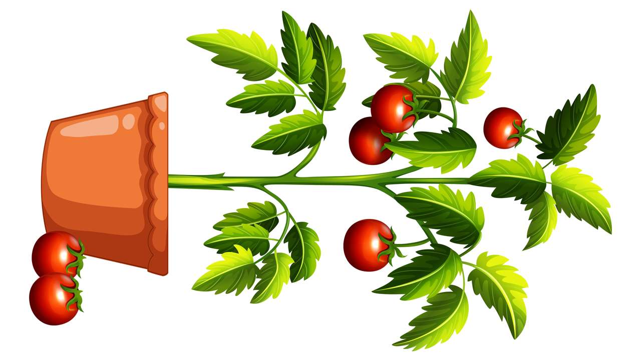 Planta de tomate puzzle online