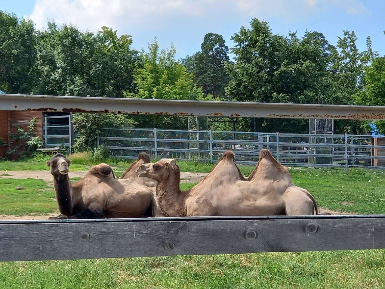 Camel Chelyaba παζλ online από φωτογραφία