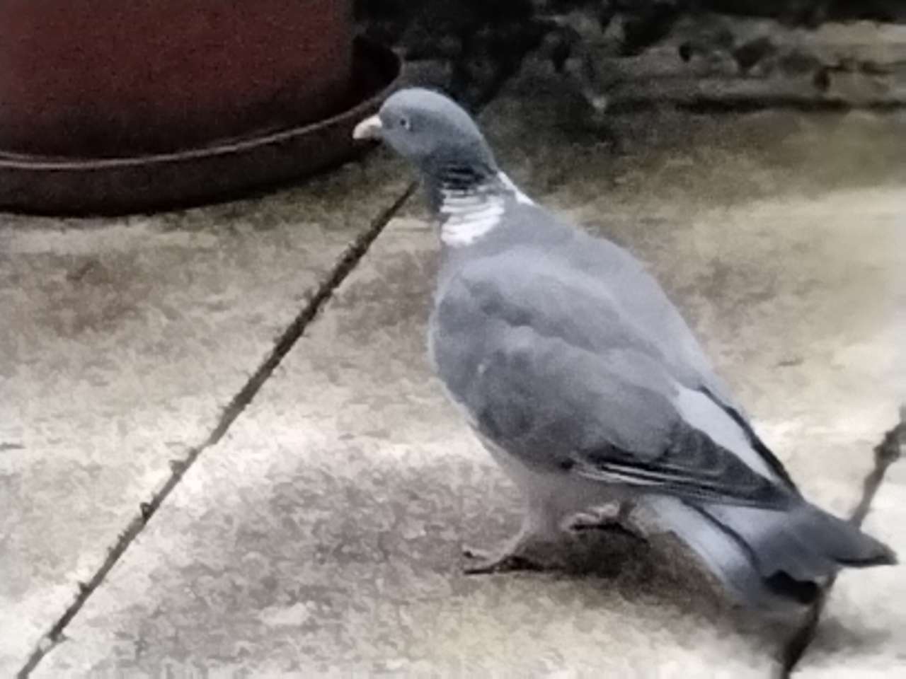 Pigeon on the balcony puzzle online from photo