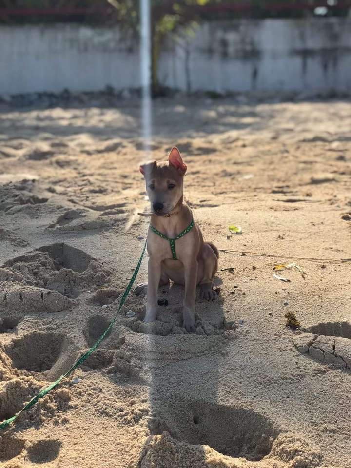 Asterín amor rompecabezas en línea