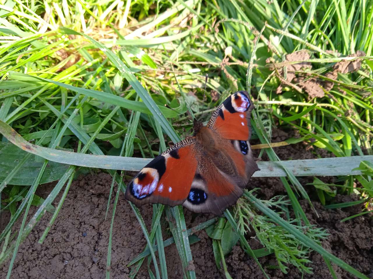 Papillon dans l'herbe puzzle en ligne