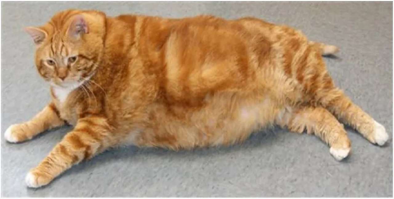 pisica grasa puzzle online din fotografie