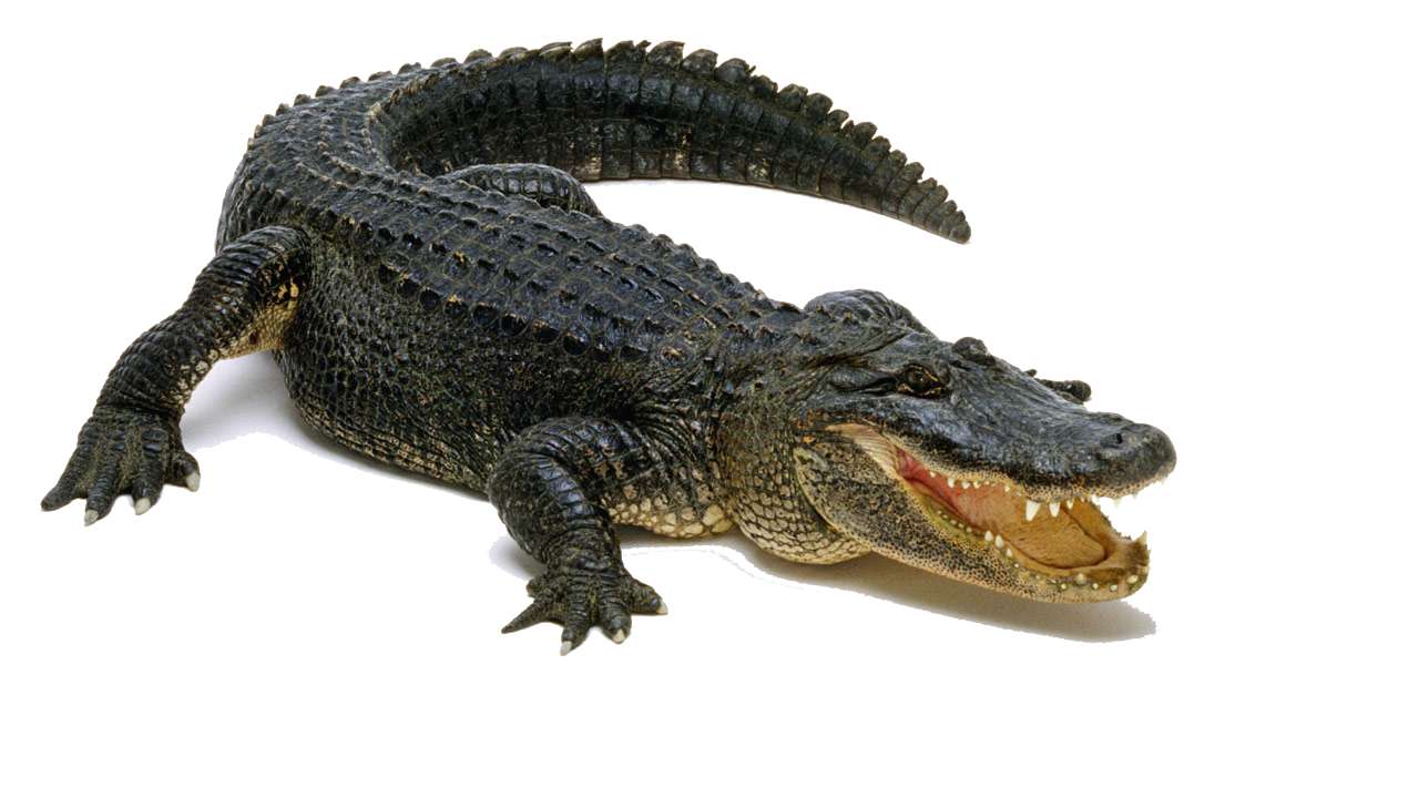 Alligator puzzle online from photo