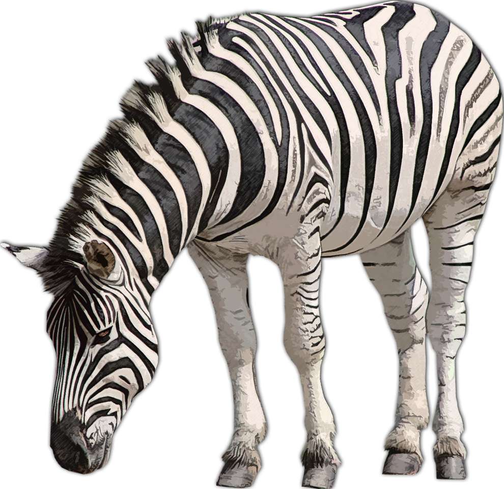 Zebraas puzzel online van foto