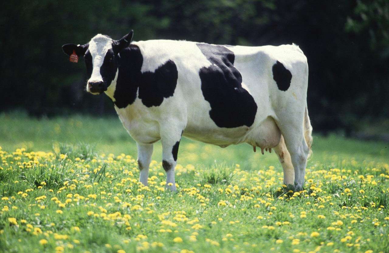Laberintos de vacas puzzle online a partir de foto