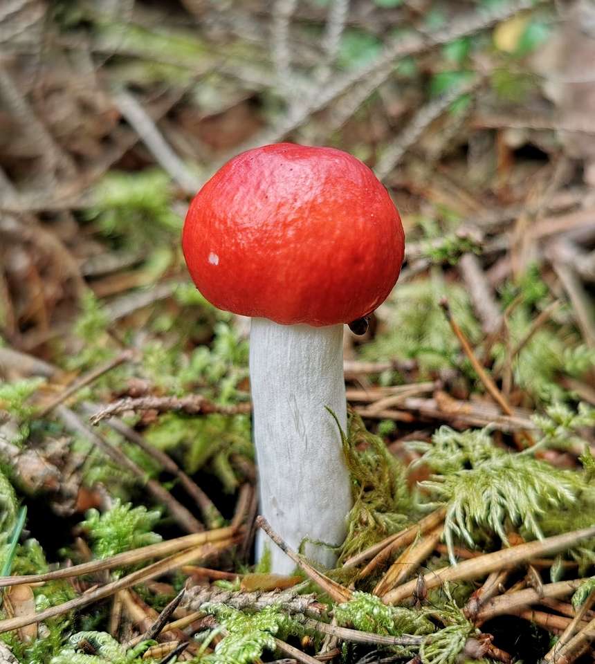 Mushroom in forest online puzzle