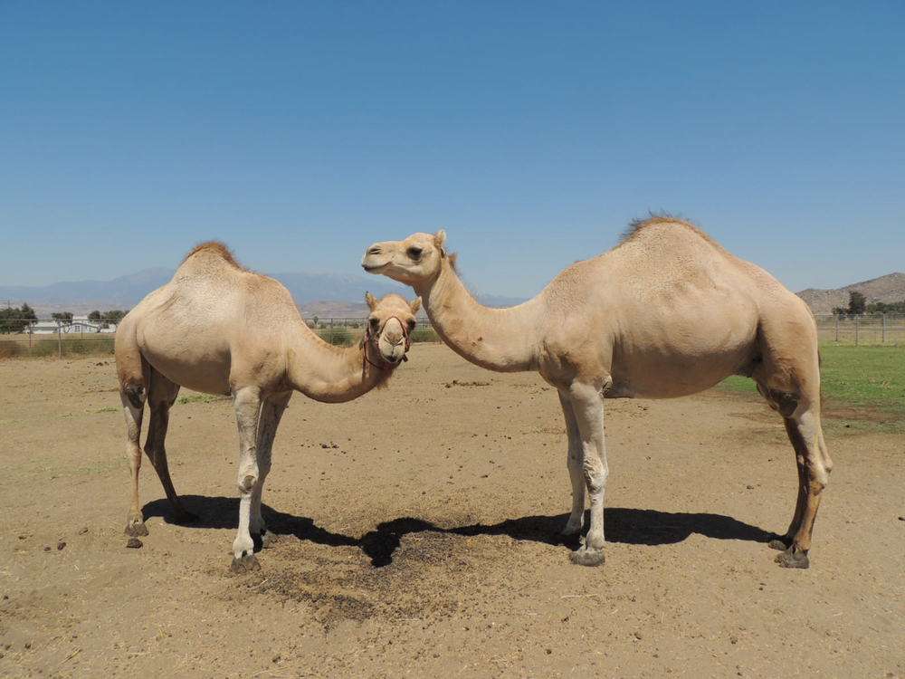 kameel puzzel puzzel online van foto