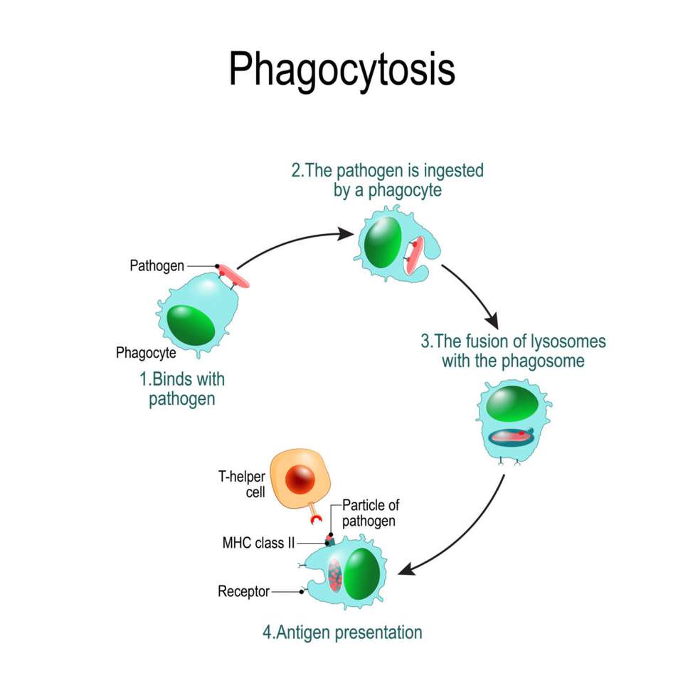 Phagozytose Online-Puzzle