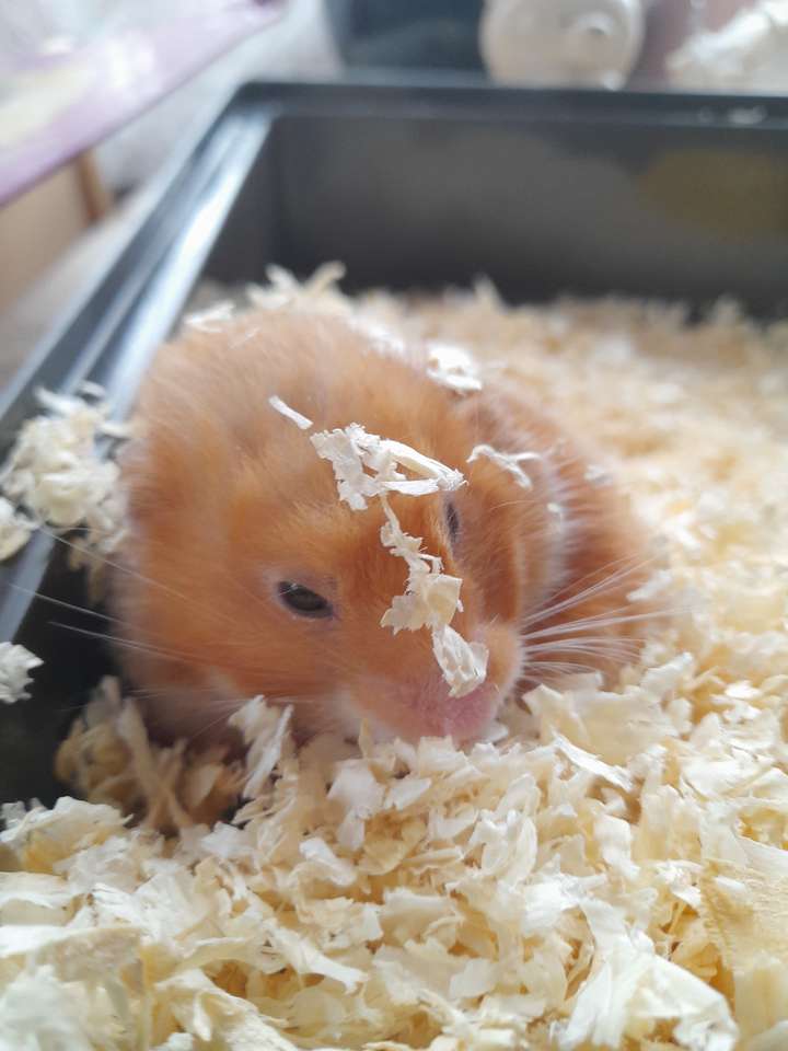Biscuit hamster puzzle online from photo